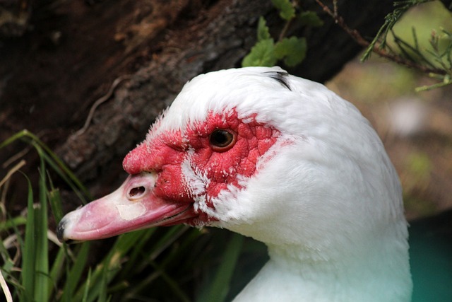 球比赛中战 球比赛中战